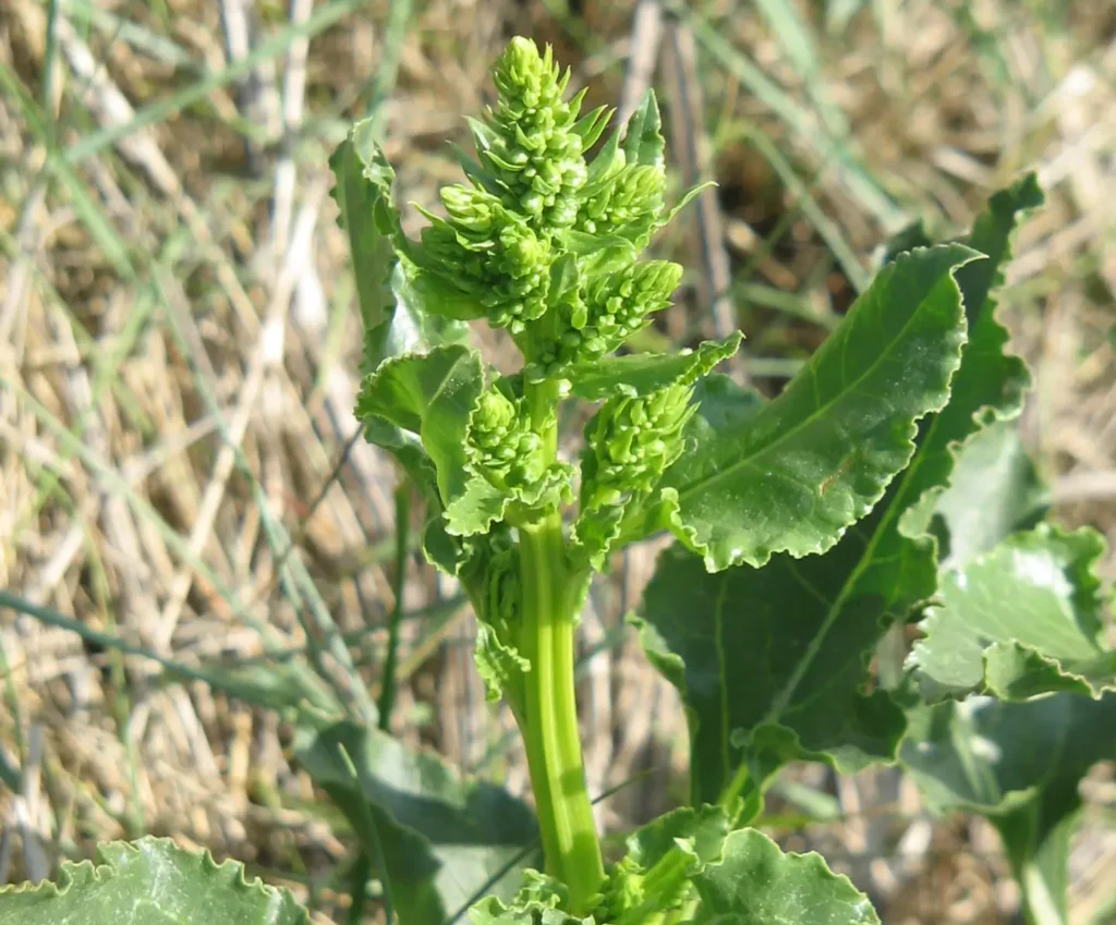 Sea beet flower