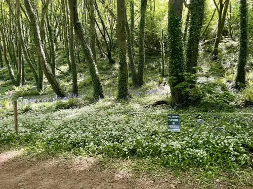 plants_forest_courtmacsherry